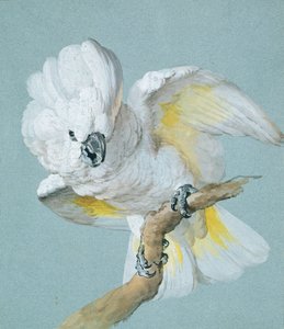 En stor hvid crested kakadue (gouache på blåt papir)